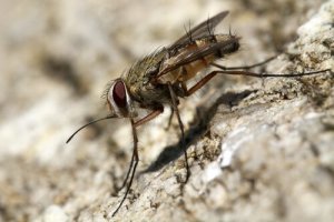 Mosca-de-estábulo em cães: tratamento