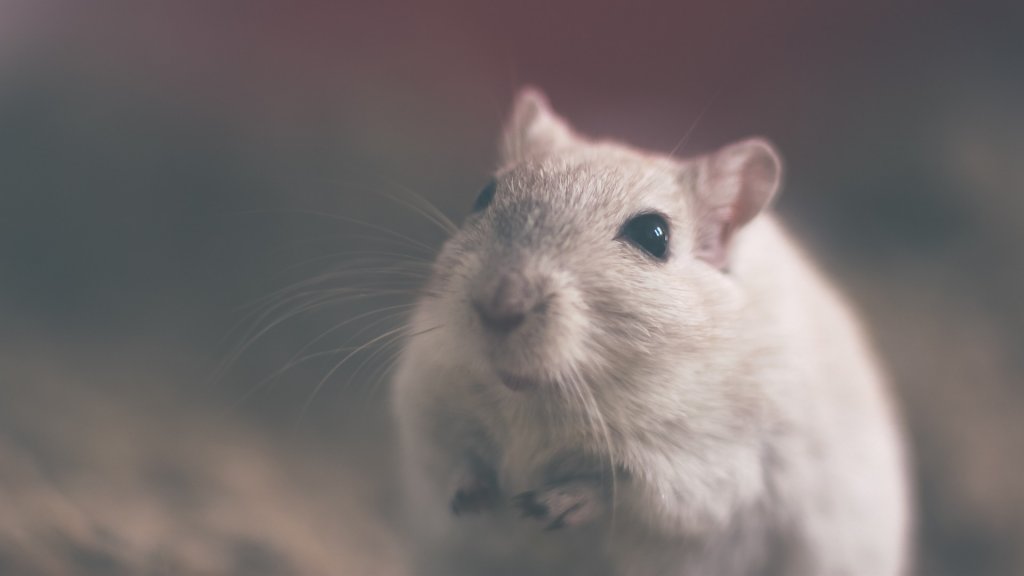 Descubra como montar a gaiola perfeita para seu hamster