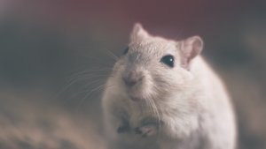 Descubra como montar a gaiola perfeita para seu hamster