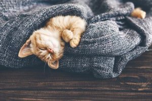 Como as mudanças de temperatura afetam os gatos?