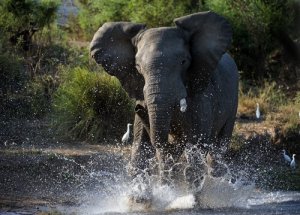 O que é o período de must dos elefantes?