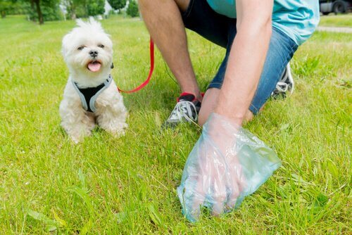 Homem limpando coco do seu cachorro na rua