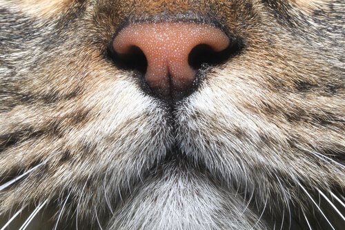 O sentido do olfato em gatos