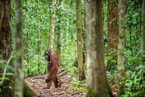 O orangotango-de-bornéu.