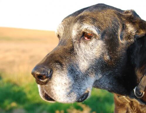 Pelos brancos em cães: sinal de envelhecimento precoce?