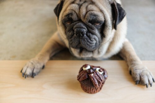 Cachorro com cupcake de chocolate