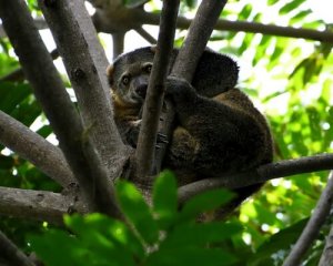 O primeiro urso sulawesi nascido em cativeiro
