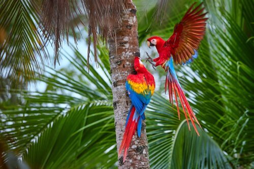 Comércio global de animais de estimação exóticos ameaça papagaios selvagens