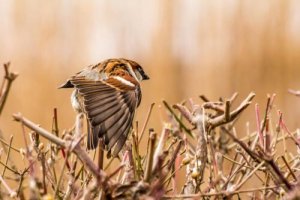 Quantos pardais existem?