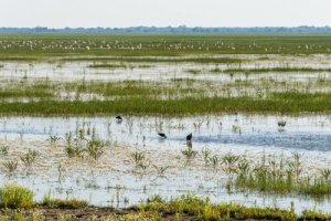 Doñana: a fauna de um lugar encantador