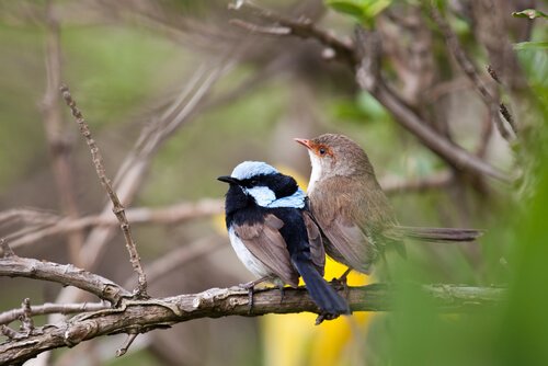 Pássaros de espécies diferentes