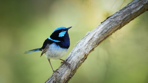 Comunicação entre pássaros de espécies diferentes