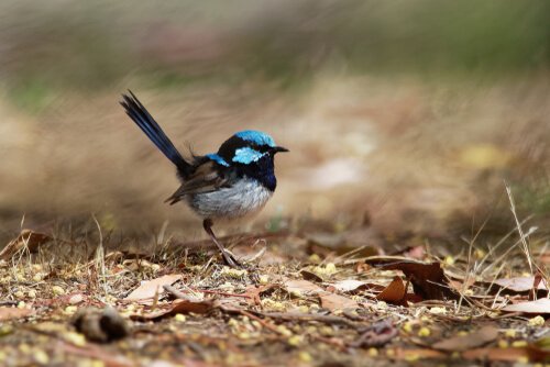 Passarinho com detalhes em azul