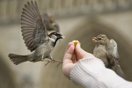 Como alimentar um pássaro corretamente