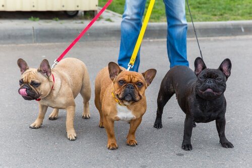 Cães passeando