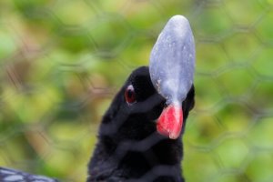 Pauxi pauxi: uma ave em perigo de extinção