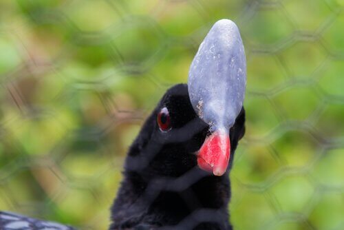 Pauxi pauxi: uma ave em perigo de extinção