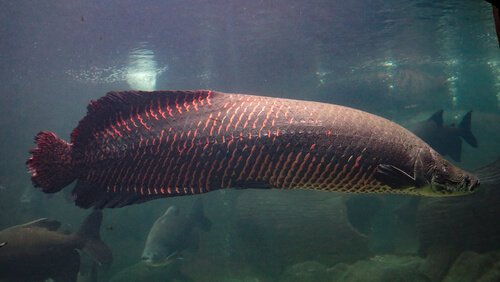 Conheça 5 peixes de rios da América do Sul