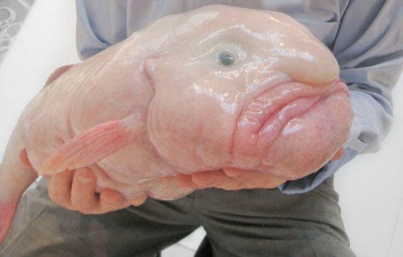 Peixe-bolha: conheça suas principais características!