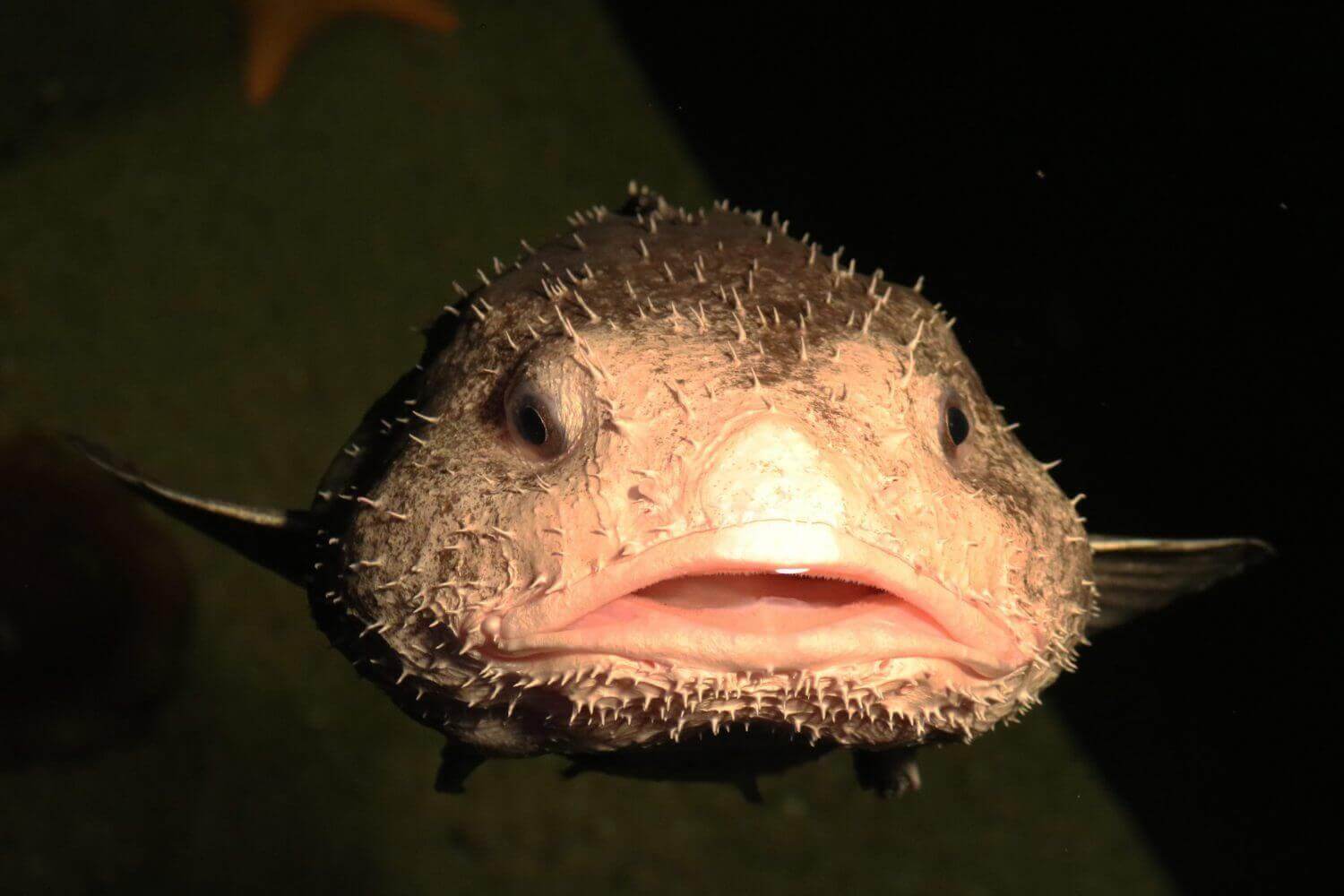Peixe-bolha: conheça suas principais características! - Meus Animais