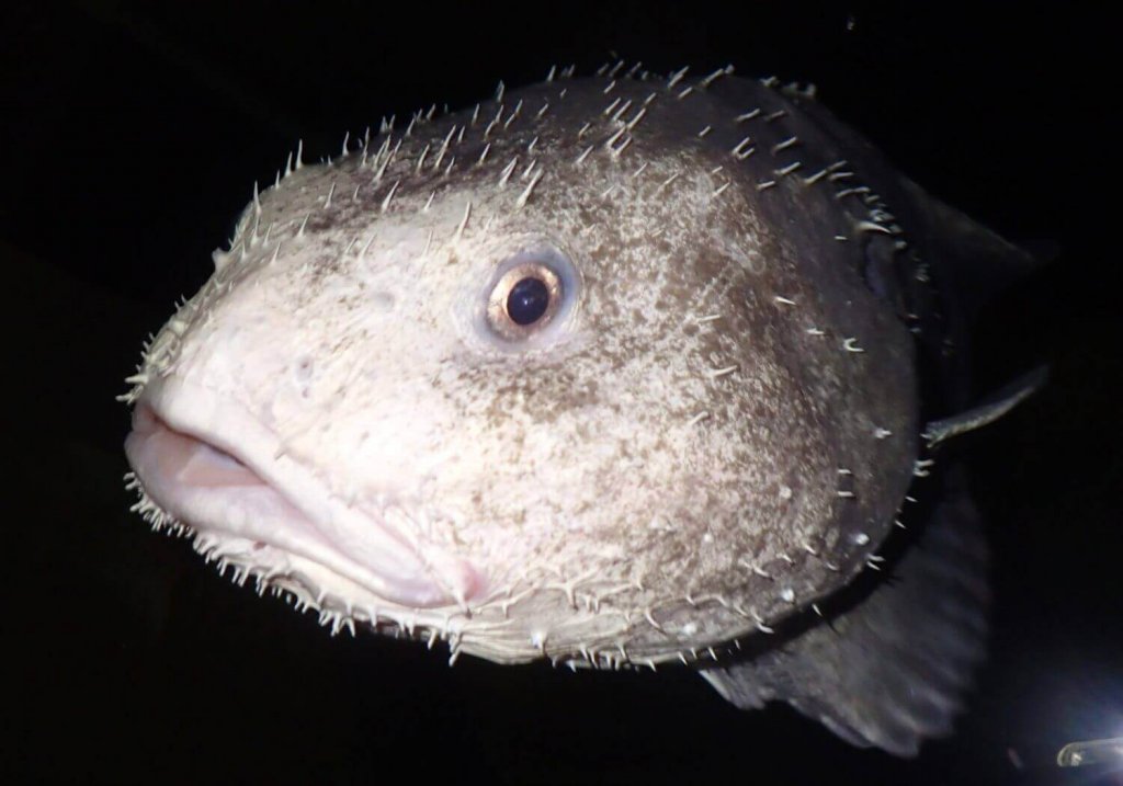 Peixebolha conheça suas principais características! Meus Animais