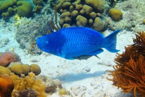 Peixe-papagaio-azul, informações e características