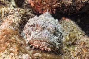 Peixe-pedra, o habitante quase invisível do recife