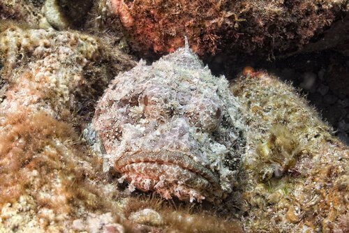 Peixe-pedra, o habitante quase invisível do recife - Meus Animais