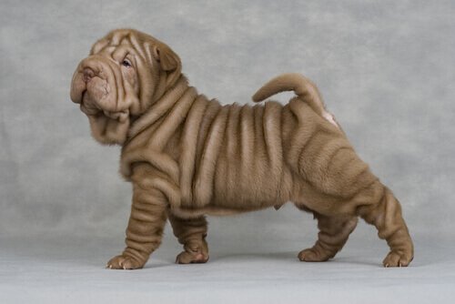raça enrugada Shar Pei