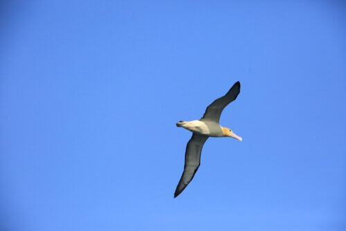 voo do albatroz-de-cauda-curta