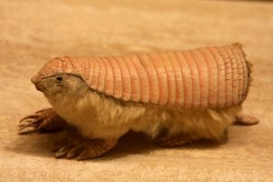 Pichiciego-menor: tudo sobre esta espécie de tatu