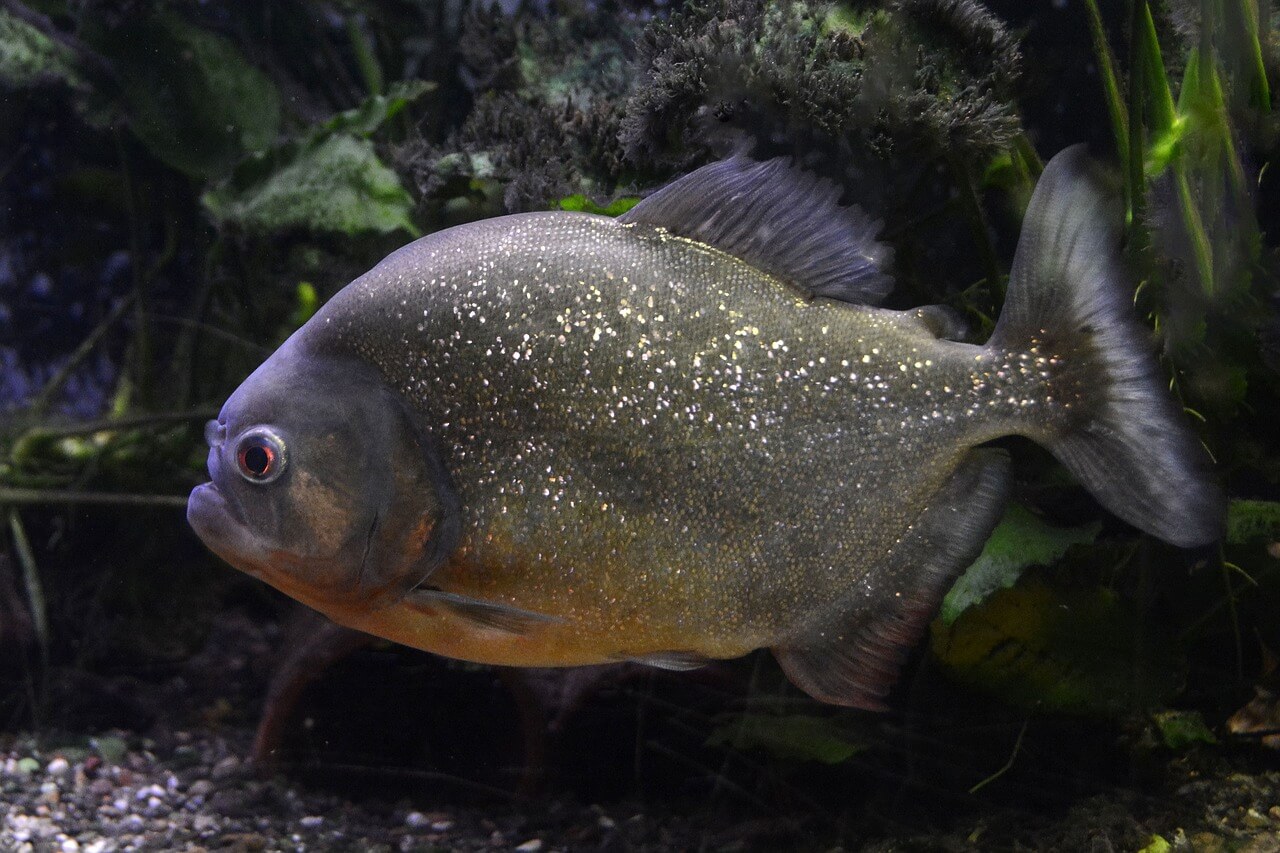 Piranha amazônica
