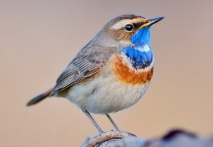 Pisco-de-peito-azul: conheça esta ave maravilhosa