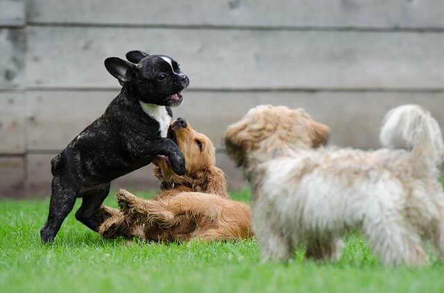 Filhotes de cachorro brincando e socializando