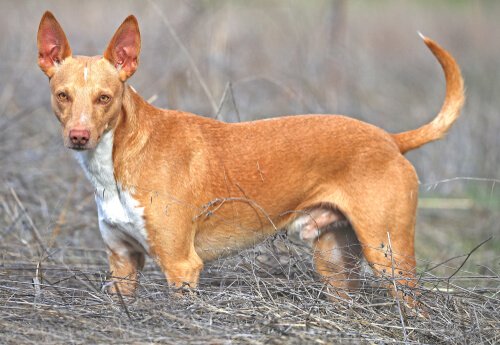 Características dos cães podengo