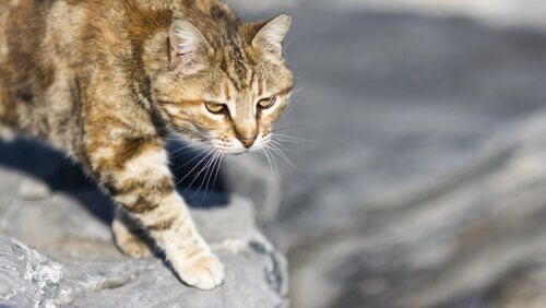 o gato doméstico e a caça