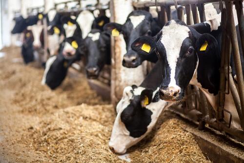 A reprodução de vacas e a produção de leite