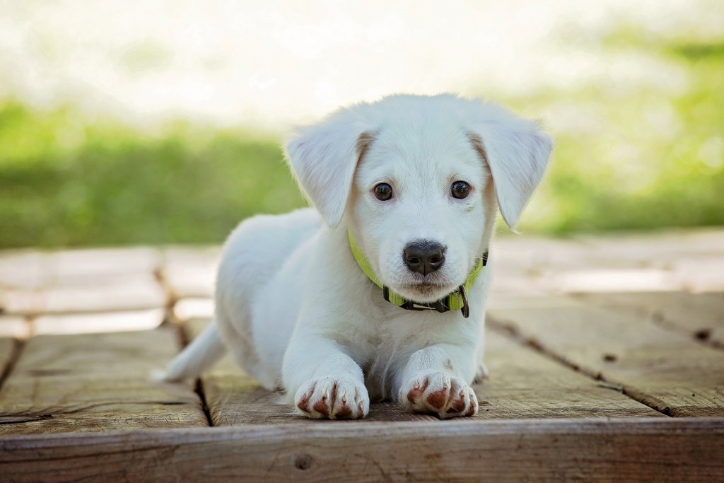 O mito das raças de cães hipoalergênicos