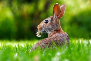 Animais rizófagos: o que são e do que se alimentam?