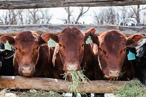 Vacas comendo grama