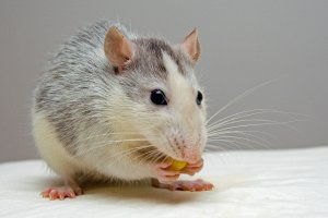 Enriquecimento ambiental para ratos