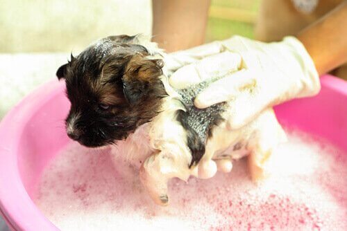Banho em filhote de cachorro