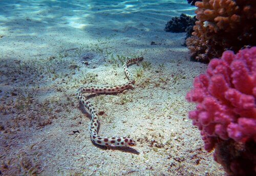 Serpente marinha habitat
