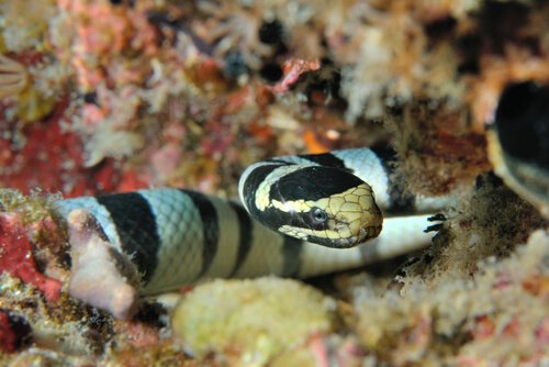 Serpente marinha mitos