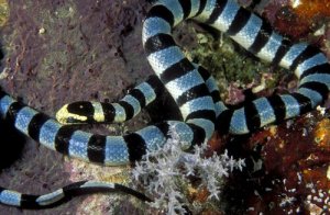 Serpente marinha, uma das mais venenosas do mundo
