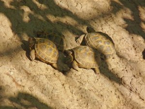 Como saber se uma tartaruga é macho ou fêmea?