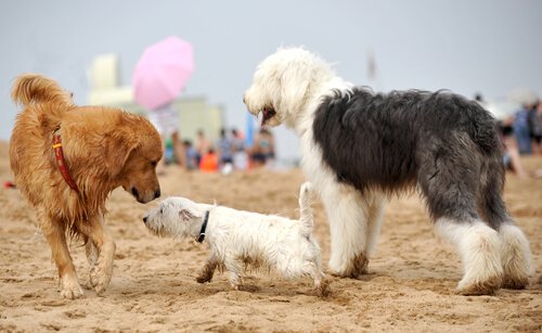 três cães brincando na areia