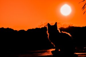Os efeitos do sol na pele do seu gato