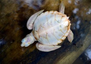 Tartaruga branca: tudo que você precisa saber sobre ela