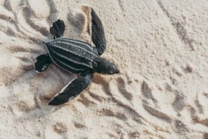 Tartaruga-de-couro: características, alimentação e habitat